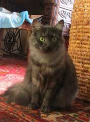 cat